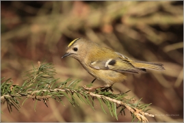 <p>KRÁLÍČEK OBECNÝ (Regulus regulus) /Goldcrest - Wintergoldhähnchen/</p>